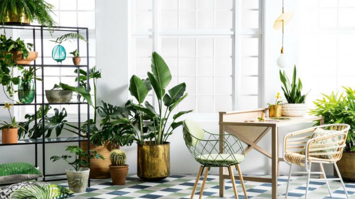 Maximizing Greenery  Expert Tips For Indoor Plant Lighting How To Style With Indoor Plants